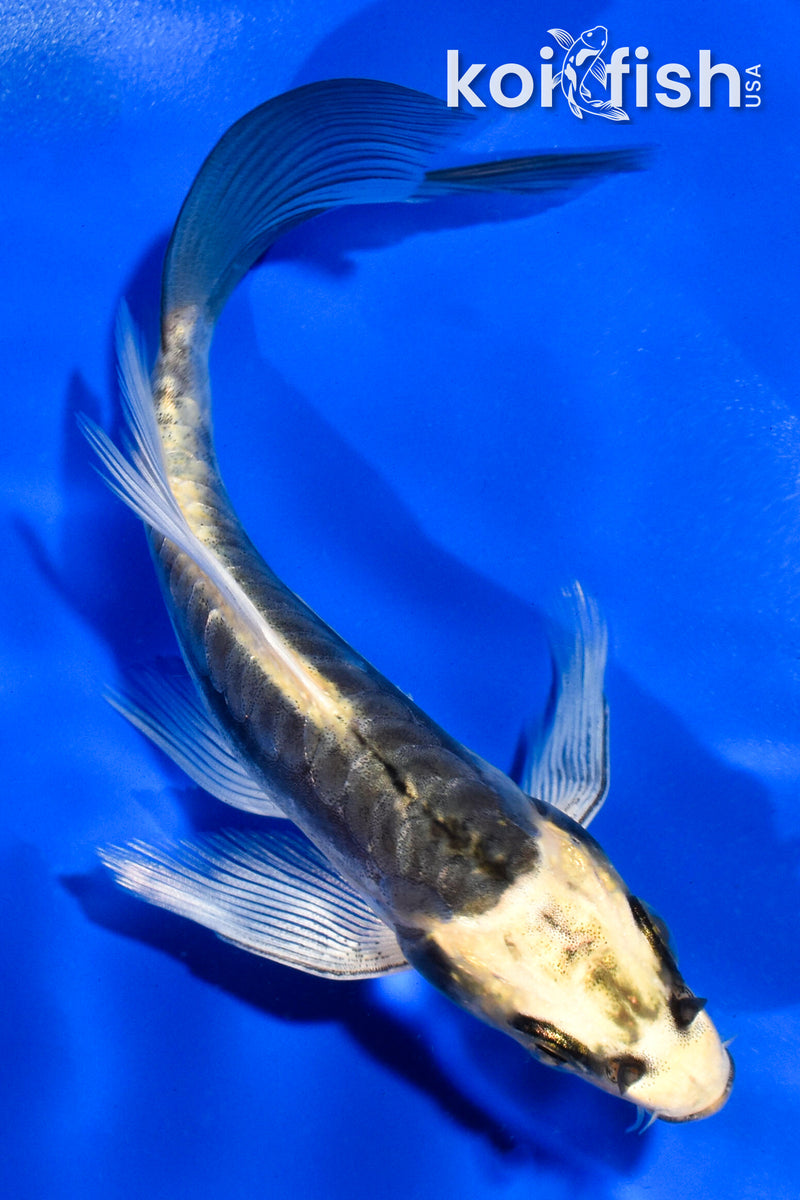 5" ARAGOKE KIN KIKOKURYU BUTTERFLY