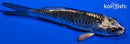 4.25" KIKOKURYU