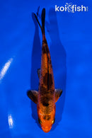 5" KIN HI UTSURI