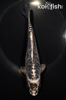 7.5" ARAGOKE BENI KIKOKURYU