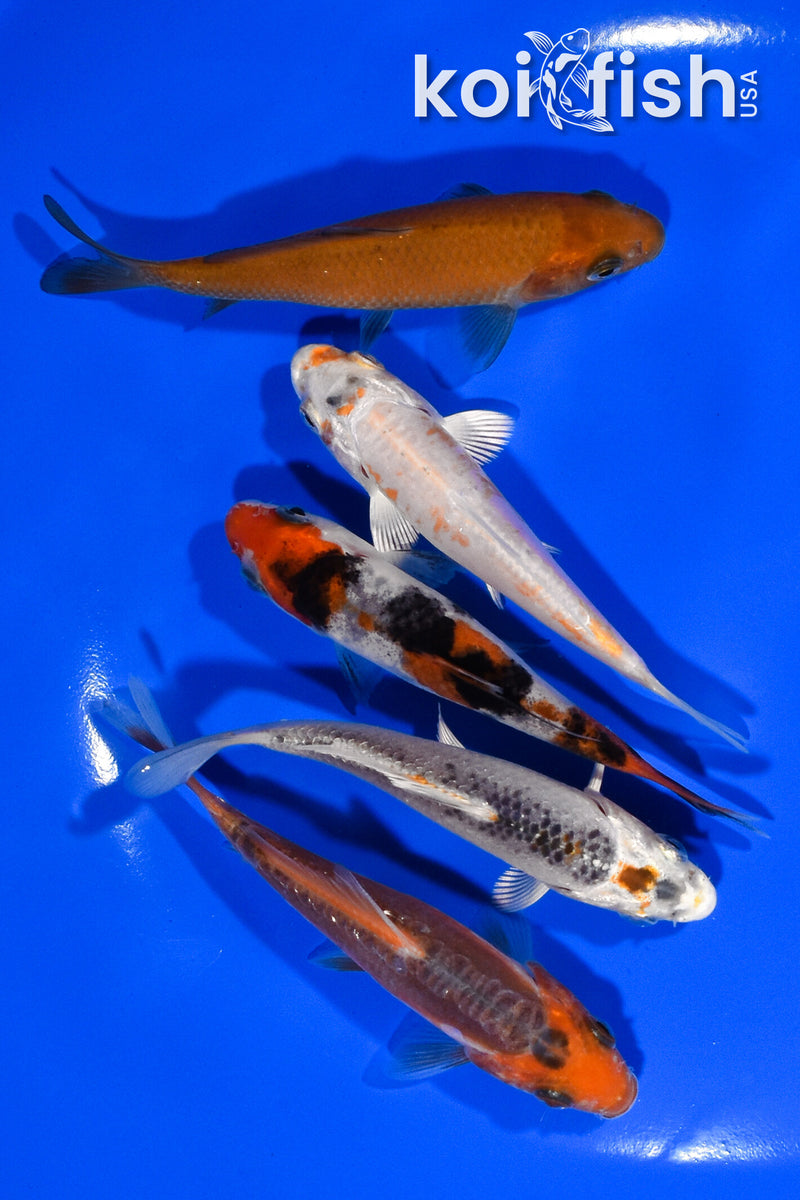 PACK OF (5) 3.75"- 4" STANDARD KOI
