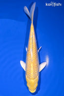 6.75" YAMABUKI OGON