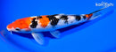 8.5" GINRIN SANKE