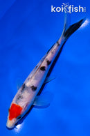 5.5" TANCHO SANKE