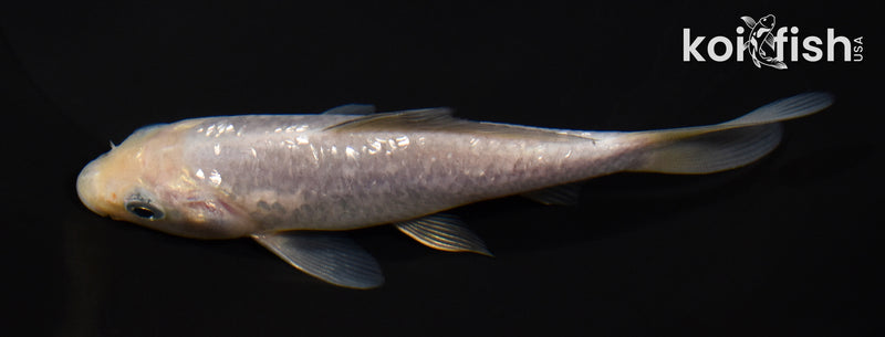 5" SORAGOI