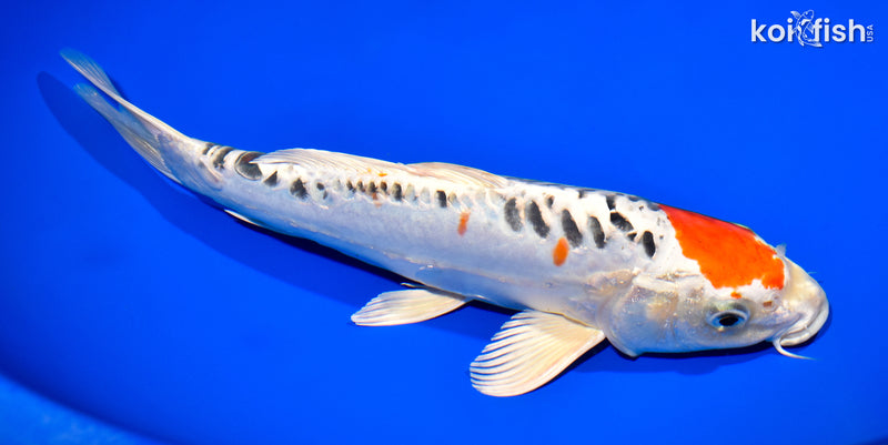 11.5" DOITSU KUJAKU