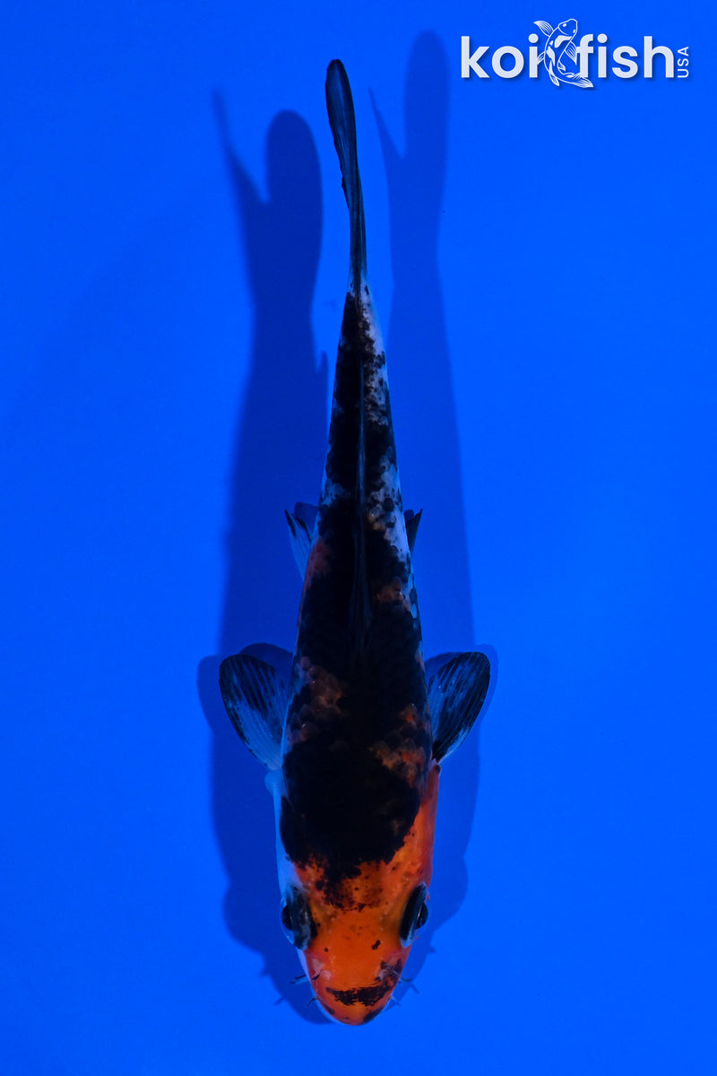 4.25" BENI MATSUKAWABAKE