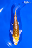 4.75" DOITSU LEMON HARIWAKE