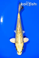 7.25" GINRIN KI MATSUBA