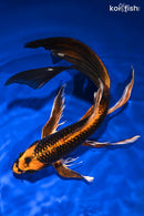 11" KIN ORENJI MATSUBA BUTTERFLY