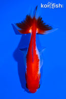 4.25" SARASA WATONAI GOLDFISH
