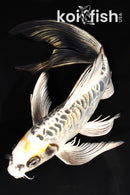 8.75" ARAGOKE KIN KIKOKURYU BUTTERFLY