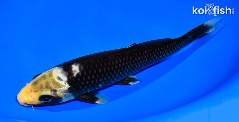 8" MATSUKAWABAKE