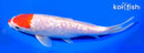 8.25" GINRIN KOHAKU