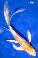 10" HARIWAKE BUTTERFLY