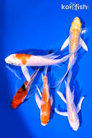 PACK OF (5) 4-5" BUTTERFLY KOI