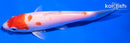 5.5" KUCHIBENI HARIWAKE