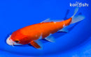 7" KOHAKU