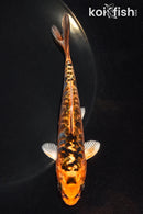 5" ARAGOKE ORENJI MATSUBA