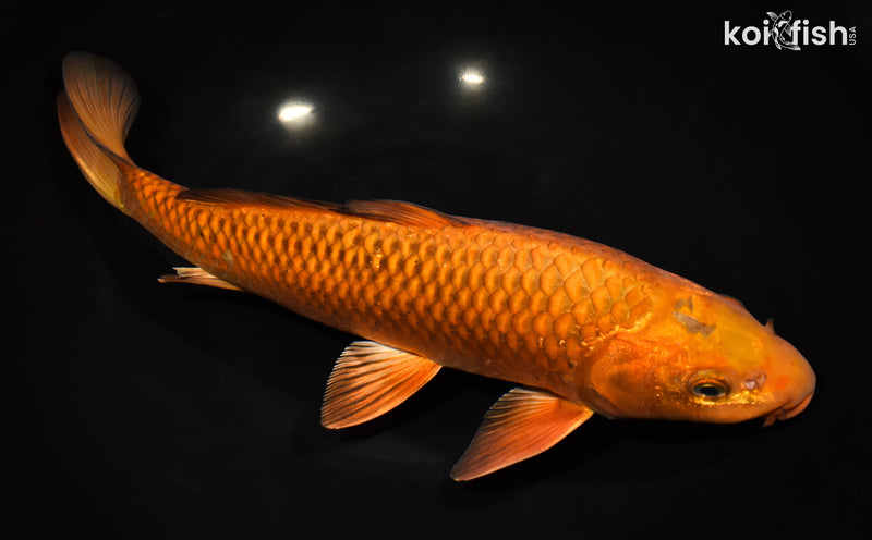 13.5" CHAGOI