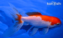 5.75" WATONAI GOLDFISH