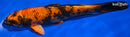 8.25" KIN HI UTSURI