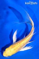 5.25" GINRIN YAMABUKI OGON BUTTERFLY