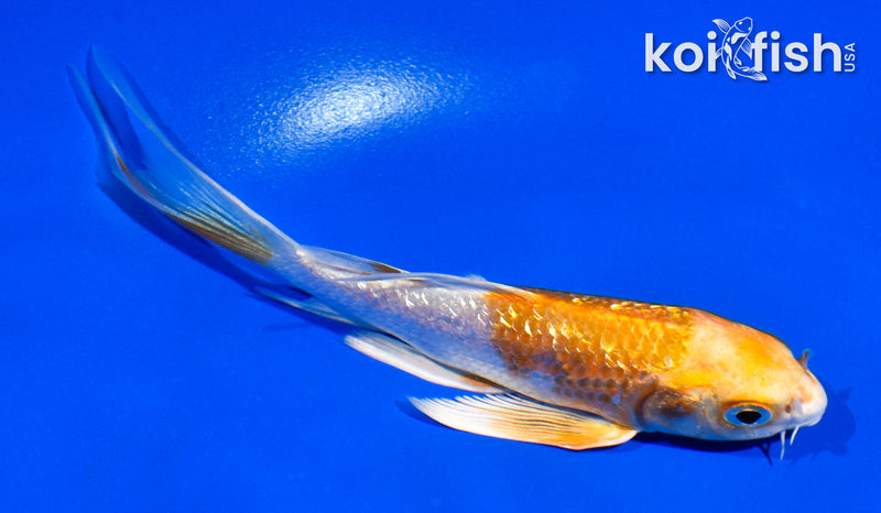 5" GINRIN HARIWAKE BUTTERFLY