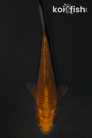 4.5" METALLIC CHAGOI