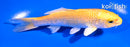 5" YAMABUKI OGON