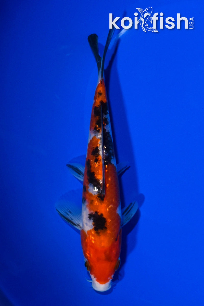 6.75" GINRIN SANKE