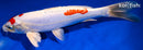 10.75" KIKUSUI