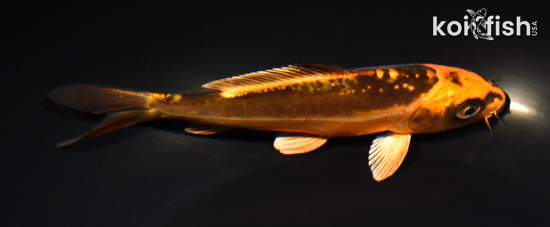 5.75" BENI KIKOKURYU