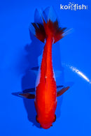 4.75" SARASA WAKIN GOLDFISH
