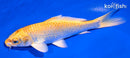 6" YAMABUKI OGON