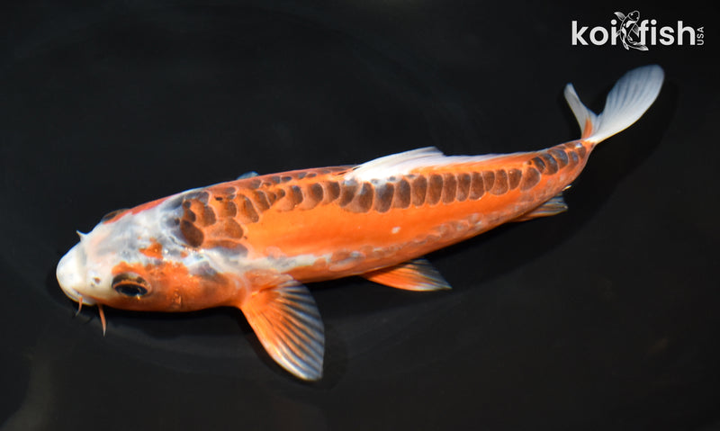 8.75" ARAGOKE HI SHUSUI