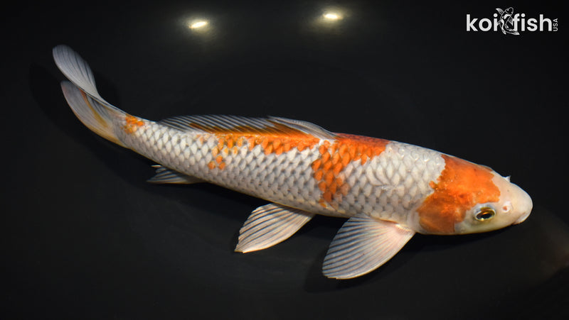 Chiba Aikoページ Ochiba Shigure | ATX Koi
