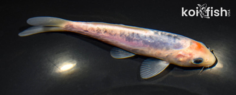 5.75" SHUSUI