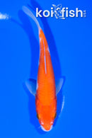 5.75" KOHAKU