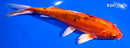7.5" DOITSU GIN ORENJI BEKKO