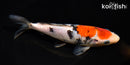 6.75" GINRIN SANKE
