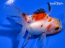 4.5" CALICO ORANDA GOLDFISH