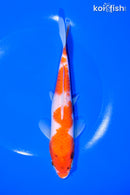 7.25" KOHAKU