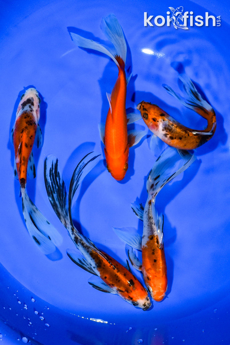 PACK OF (5) 5.5"-6" ASSORTED GOLDFISH