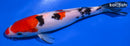 7.25" SANKE