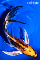 7.5" ARAGOKE BENI KIKOKURYU BUTTERFLY