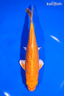 7" GINRIN ORENJI OGON