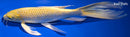 10" YAMABUKI OGON BUTTERFLY
