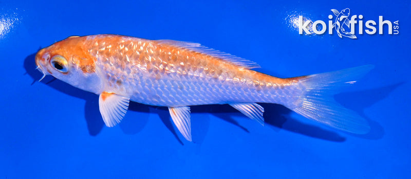 4.5" GINRIN HARIWAKE