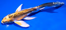 6" KIN KIKOKURYU BUTTERFLY